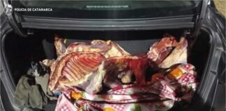 Decomisan gran cantidad de carne que era transportada en un auto