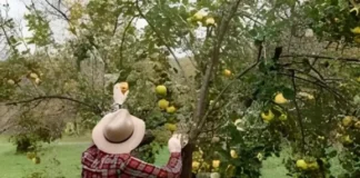 Respaldo municipal a 150 productores mejora la comercialización de membrillo en Tinogasta