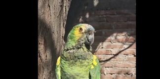 Abuelo recuperó su lorito que había sido robada