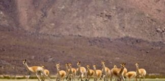 Con gran expectativa y posibilidades de exportación, continúa la temporada de esquila de vicuña