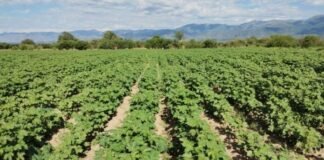 Catamarca apuesta a nuevas variedades de algodón para optimizar su producción
