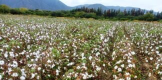 Cultivo de algodón en Catamarca: avances y potencial en la Campaña 2022/2023
