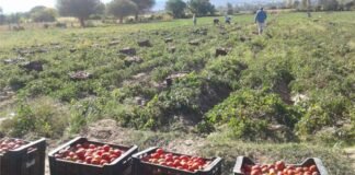 Capayán: Productores denuncian abandono tras la pérdida de la producción de tomate