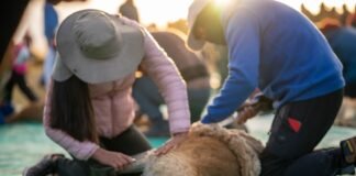El Chaku, una experiencia ancestral y sustentable que atrae al turismo