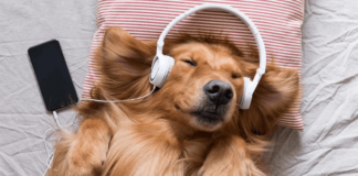 Los perros se relajan mas con reggae y rock suave