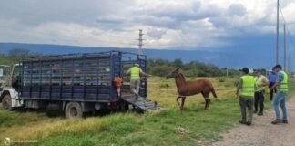 Secuestran animales sueltos en Valle Viejo