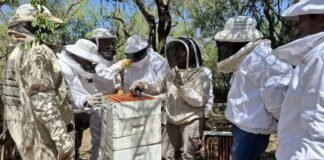 Actualización del stock de colmenas en Catamarca para garantizar la sanidad apícola