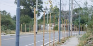 BANDA DE VARELA: Plan de forestación, plantaron casi doscientos árboles