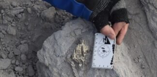 Dan a conocer especie prehistórica hallada en la Puna catamarqueña