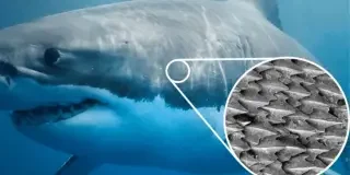 Este helicóptero sin hélices supera con éxito su primer vuelo y consigue volar a 120 km/h