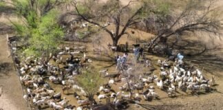 Prórroga para el envío de resúmenes al 48° Congreso Argentino de Producción Animal