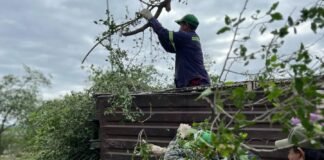Comenzaron las tareas de poda para cuidar y proteger nuestros árboles urbanos