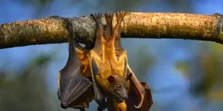 Un hito en la medicina: un robot extirpa una vesícula sin ayuda humana y entrenado por vídeos y Chat GPT