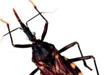 Catamarca entre las más afectadas por el Chagas