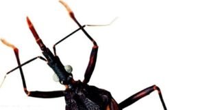 Catamarca entre las más afectadas por el Chagas