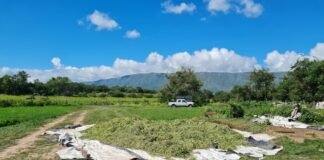 Claves para Superar Restricciones Forrajeras: Silo y Pasturas Diferidas como Herramientas de Manejo