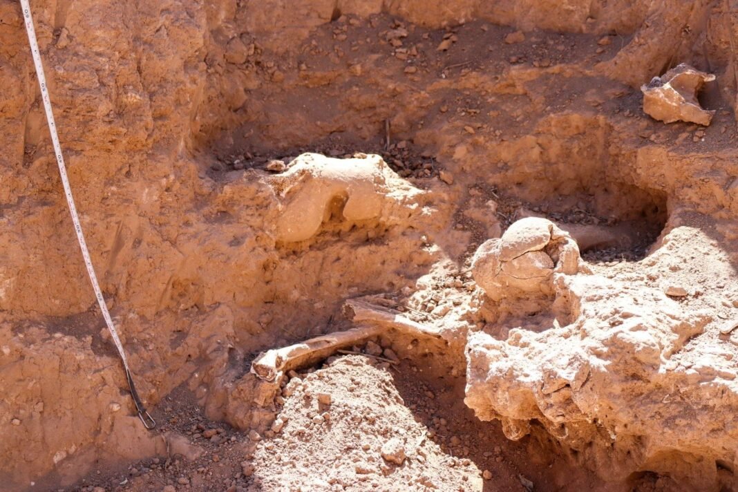 Hallazgo de restos de Mylodon en Aconquija, una huella del Pleistoceno en Catamarca