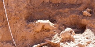 Hallazgo de restos de Mylodon en Aconquija, una huella del Pleistoceno en Catamarca