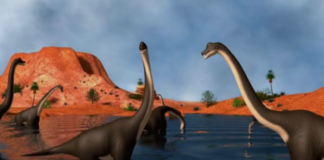 Hallan en Neuquén una nueva especie de dinosaurio saurópodo