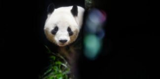 Japón se despide de los pandas: un adiós que conmueve al país entero