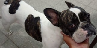 Recuperaron un perro denunciado como robado