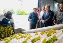 Catamarca avanza hacia su primera exportación de tuna con destino a Europa