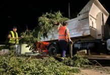 La Capital refuerza el operativo de limpieza, desmalezado y recolección de restos de poda