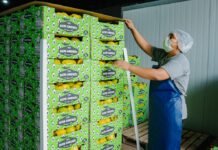 Membrillos catamarqueños llegan al Mercado Central