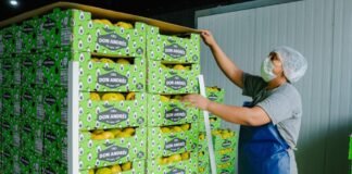 Membrillos catamarqueños llegan al Mercado Central