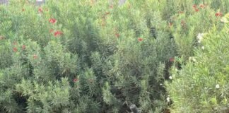 Formarse para crear, comunicar y enseñar: inscripciones abiertas en ISAC