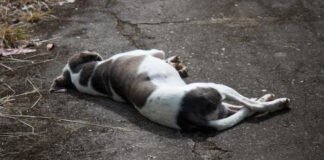 MATÓ A BALAZOS A LA MASCOTA DE SU VECINA Y SE ATRINCHERÓ PARA EVITAR SER DETENIDO