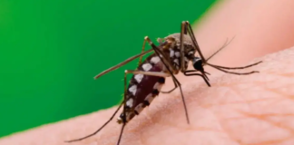 Salud confirmó el primer caso de chikungunya en Catamarca