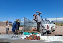 Se abonó el subsidio provincial a productores de uva