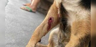 Valle Viejo: Mató a un perro y quedó imputado