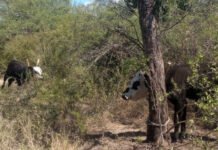 En Capayán personal policial recuperó dos animales vacunos que serían producto de un ilícito