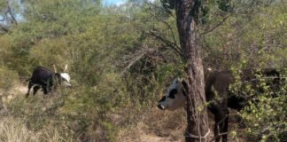 En Capayán personal policial recuperó dos animales vacunos que serían producto de un ilícito