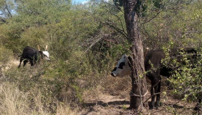 En Capayán personal policial recuperó dos animales vacunos que serían producto de un ilícito