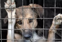 Impulsan la creación de la Oficina de Fiscalización de maltrato animal en la Capital