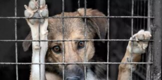 Impulsan la creación de la Oficina de Fiscalización de maltrato animal en la Capital