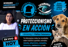 🔥🐾 PROTECCIONISMO EN ACCIÓN 🐾🔥