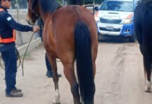 Policías secuestraron dos animales sueltos que atentaban contra la seguridad vial en Capayán