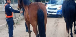 Policías secuestraron dos animales sueltos que atentaban contra la seguridad vial en Capayán
