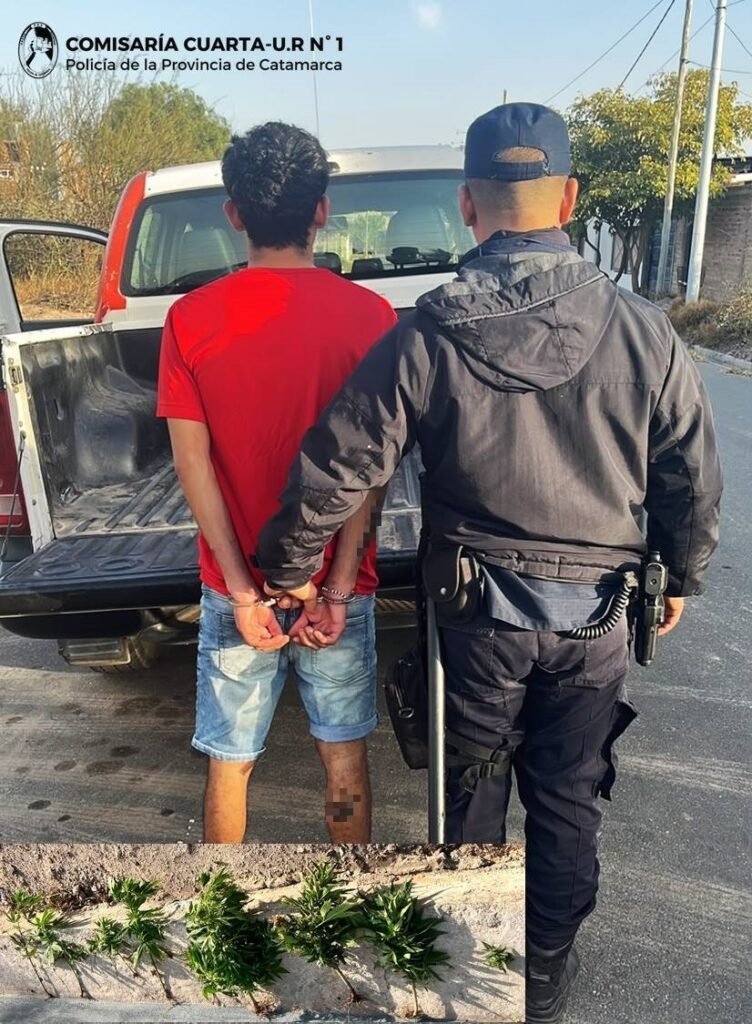 Catamarca: joven de 20 años fue detenido por golpear a su pareja, y de paso le secuestraron plantines de marihuana