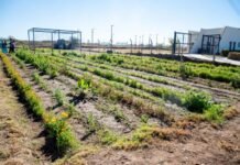 «Sembrando Bienestar»: Gustavo puso en valor la huerta urbana y terapéutica en Valle Chico