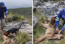 Torturó y mató a un puma en Catamarca: va a juicio