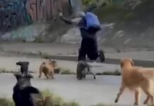 Una jauría de perros salvó a dos mujeres de un ataque sexual y detuvo a criminal de 13 años