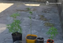 Catamarca: secuestran marihuana a un menor delincuente y plantines de esa droga en otro procedimiento