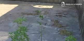 Catamarca: secuestran marihuana a un menor delincuente y plantines de esa droga en otro procedimiento