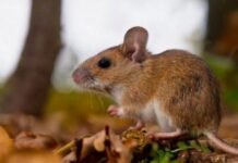 Estudio ambiental detectó roedores portadores de Hantavirus en Catamarca