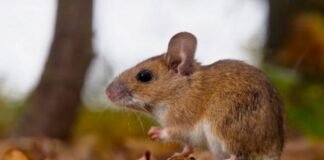 Estudio ambiental detectó roedores portadores de Hantavirus en Catamarca